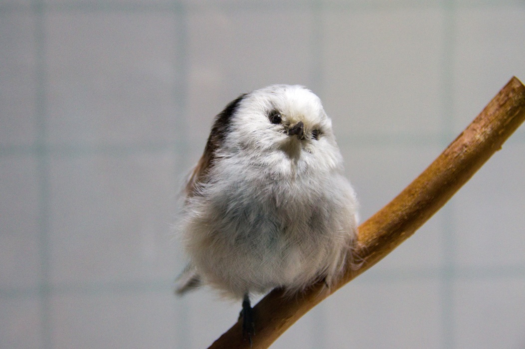 シマエナガの剥製。鳥類の特別展示会。残念ながら余り時間が取れなかった。