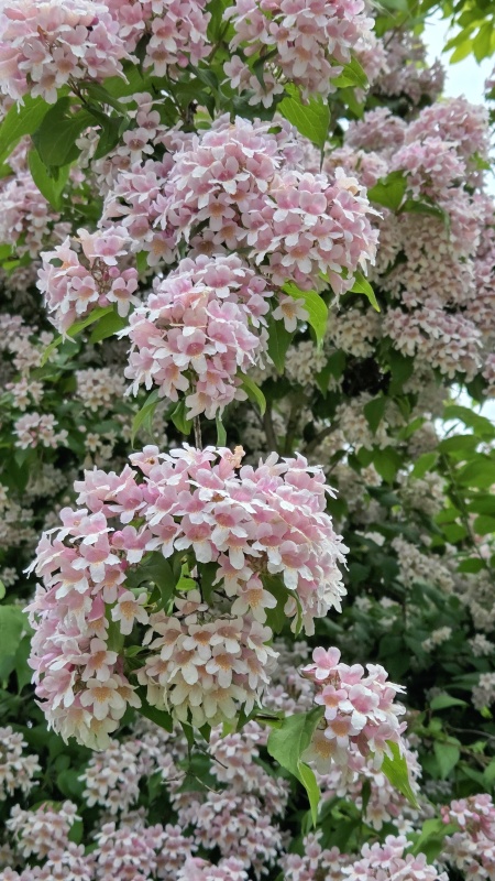 Kolkwitzie ショウキウツギ